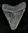 Juvenile Megalodon Tooth - Georgia #20545-2